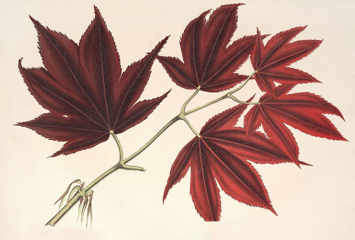 Charles Antoine Lemaire - Acer (polymorphum) palmatum sanguineum