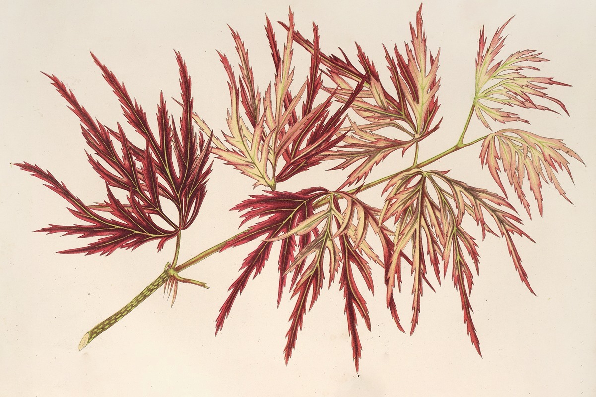 Charles Antoine Lemaire - Acer (polymorphum) palmatum