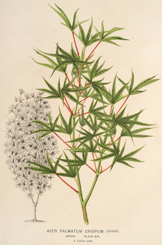 Charles Antoine Lemaire - Acer palmatum crispum