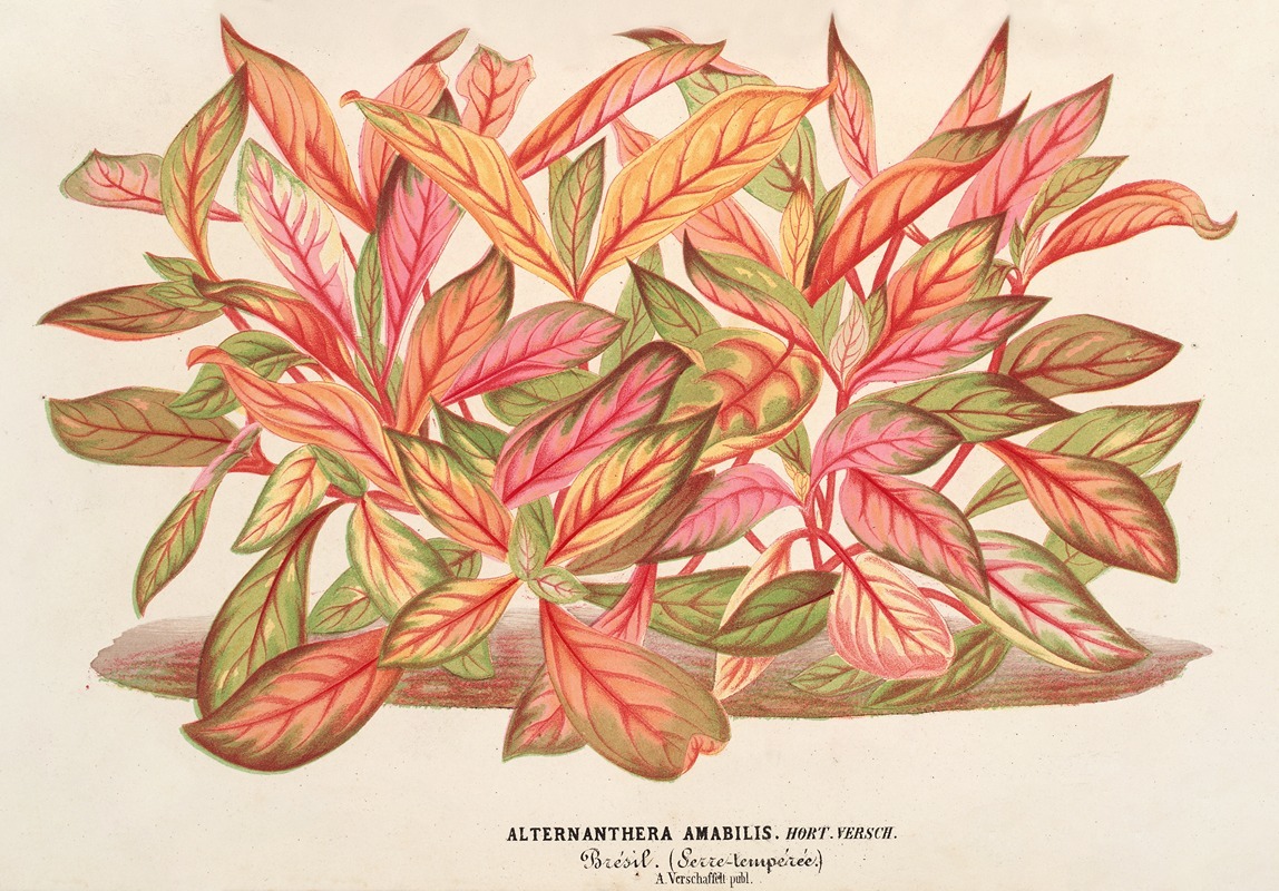 Charles Antoine Lemaire - Alternanthera amabilis (var)