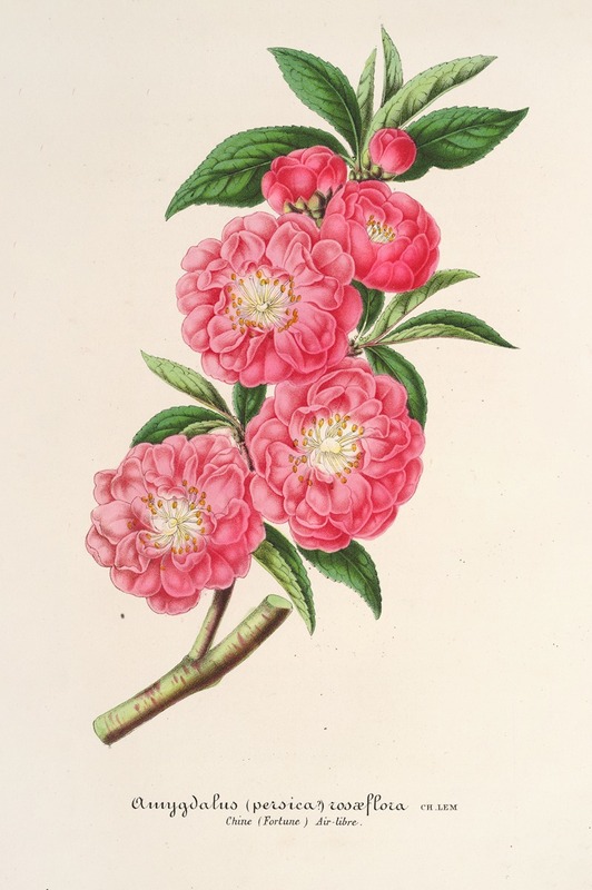 Charles Antoine Lemaire - Amygdalus (persica) roaeflora