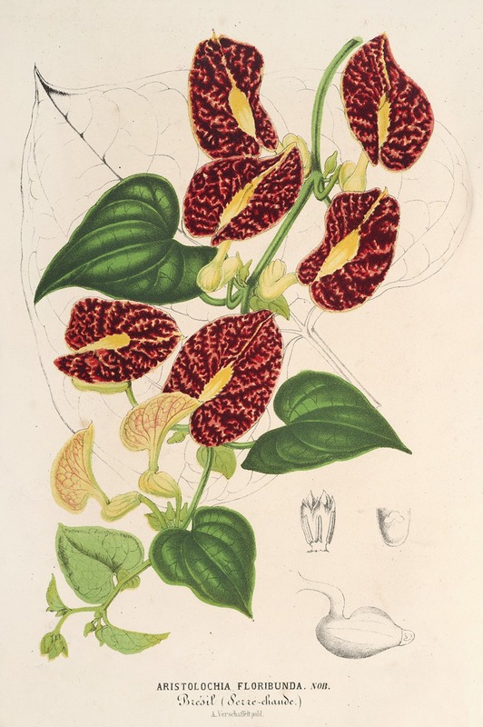 Charles Antoine Lemaire - Aristolochia floribunda