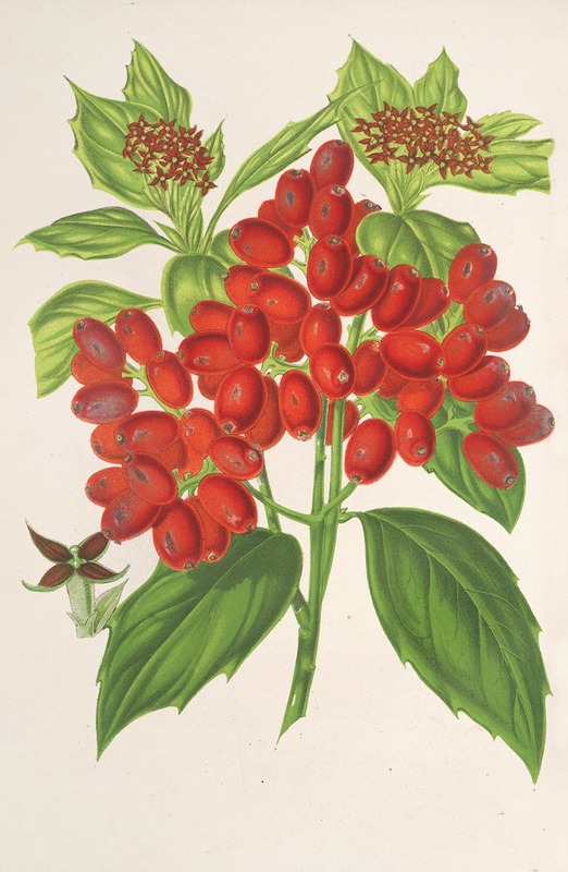 Charles Antoine Lemaire - Aucuba japonica Thunb. en fruits