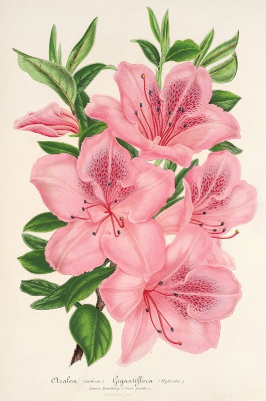 Charles Antoine Lemaire - Azalea indica (hybrida) gigantiflora