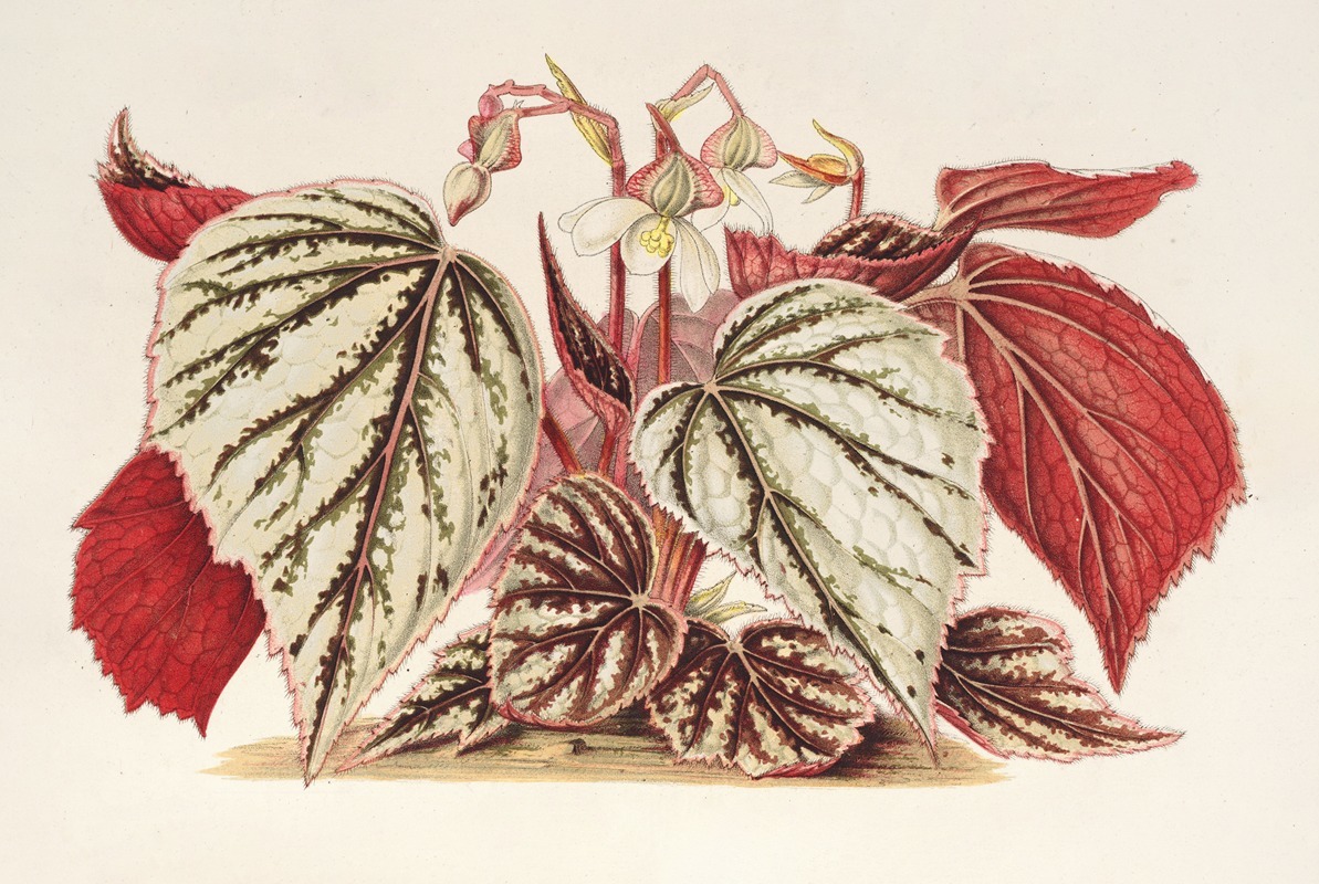 Charles Antoine Lemaire - Begonia eximia
