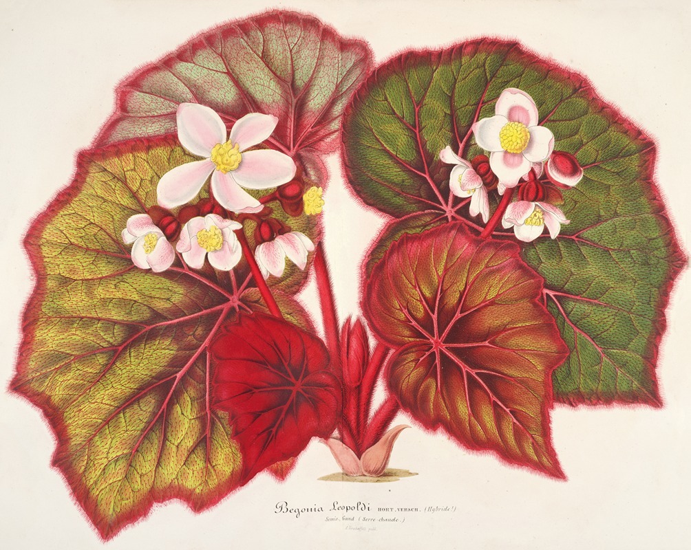 Charles Antoine Lemaire - Begonia Leopoldi