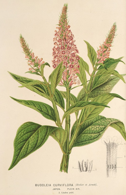 Charles Antoine Lemaire - Buddleia curviflora