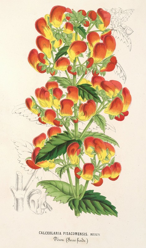 Charles Antoine Lemaire - Calceolaria pisacomensis