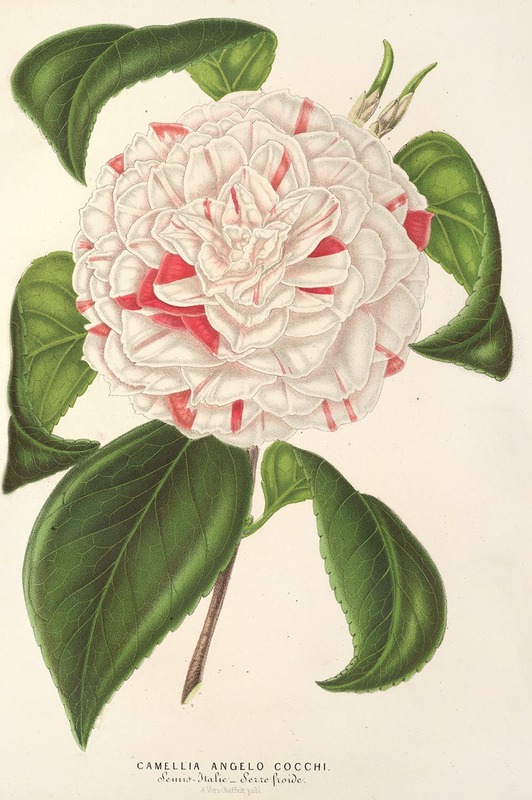 Charles Antoine Lemaire - Camellia Angelo Cocchi