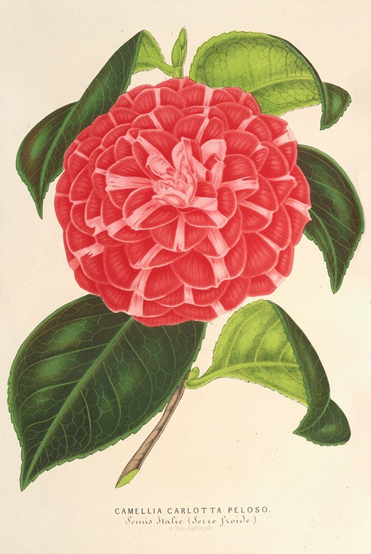 Charles Antoine Lemaire - Camellia Cariotta Peloso (hybr.)