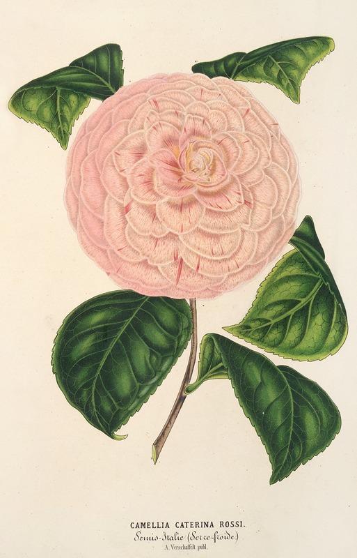 Charles Antoine Lemaire - Camellia Caterina Rossi