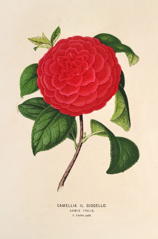 Charles Antoine Lemaire - Camellia Il Giogello