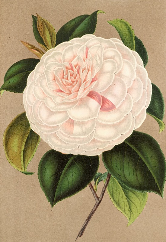 Charles Antoine Lemaire - Camellia Madame Cachet