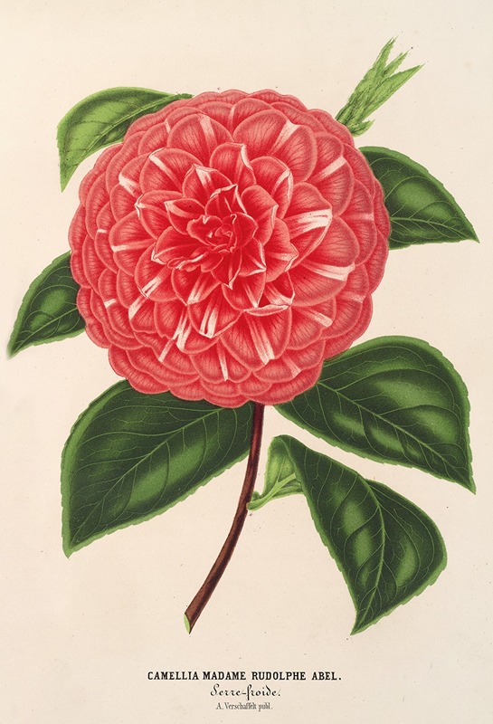 Charles Antoine Lemaire - Camellia Madame Rudolph Abel