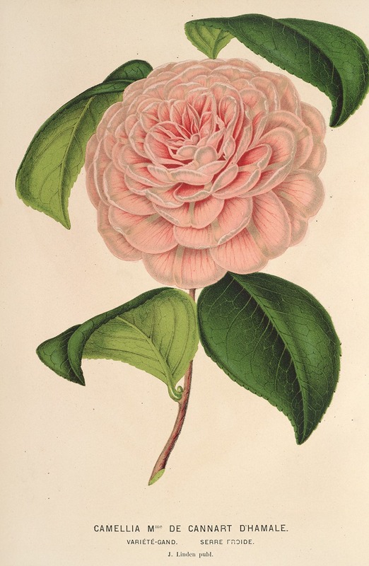 Charles Antoine Lemaire - Camellia Mme de Cannart d’Hamalè