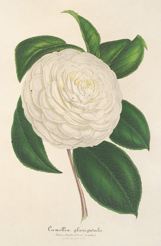 Charles Antoine Lemaire - Camellia planipetala