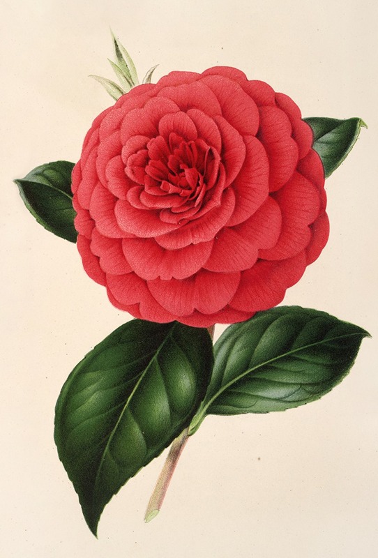 Camellia Poldina Vanturi by Charles Antoine Lemaire - Artvee