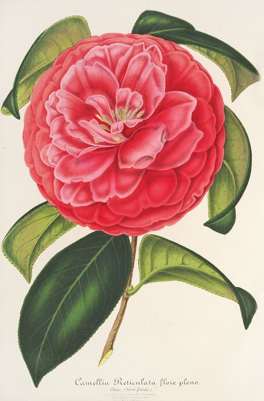 Charles Antoine Lemaire - Camellia reticulata var. flore pleno