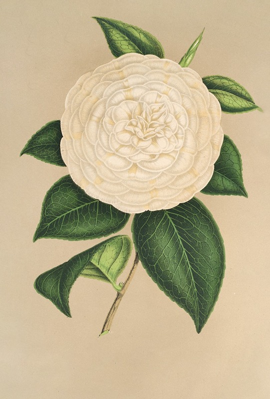 Charles Antoine Lemaire - Camellia Sangalli