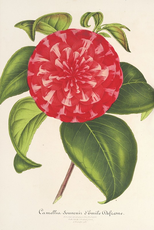 Charles Antoine Lemaire - Camellia Souvenir d’Emile Defresne