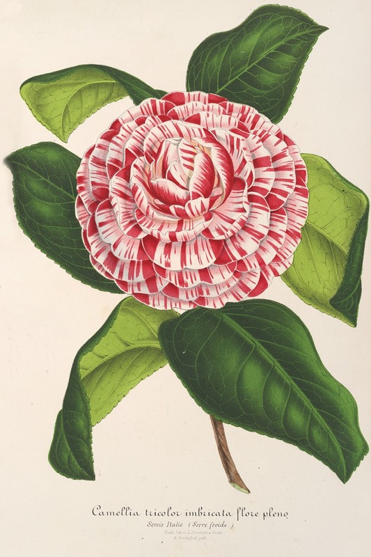 Charles Antoine Lemaire - Camellia tricolor imbricata plena