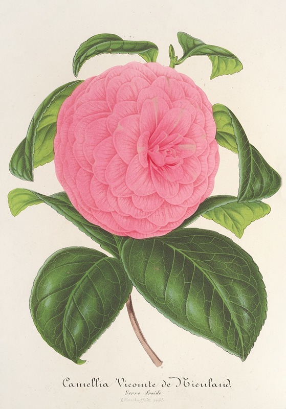 Charles Antoine Lemaire - Camellia Vicomte de Nieuland