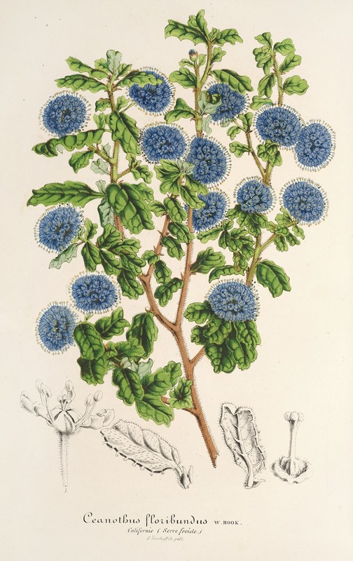 Charles Antoine Lemaire - Ceanothus floribundus