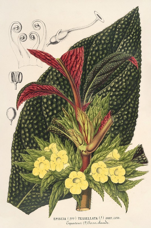 Charles Antoine Lemaire - Centrosolenia bullata (Episcia tessellata)