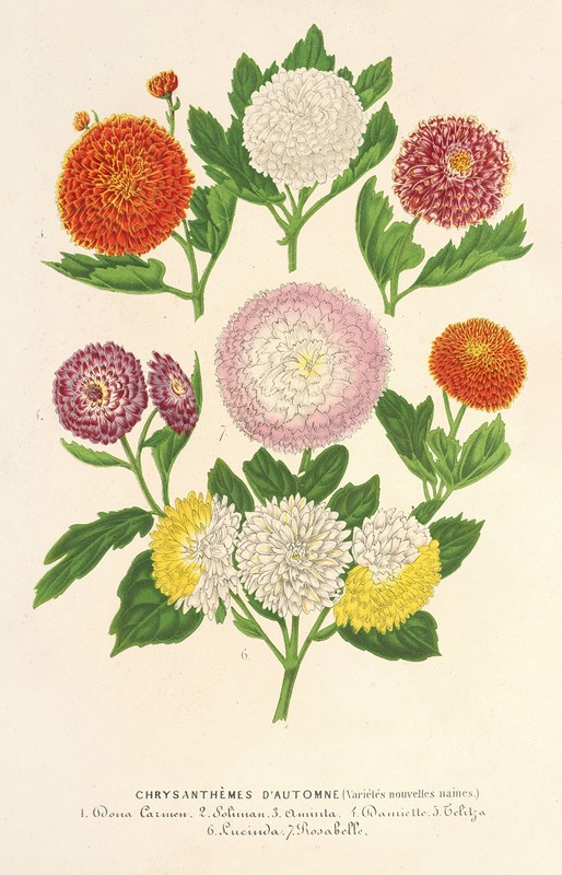Charles Antoine Lemaire - Chrysanthèmes d’automne (variétés naines)