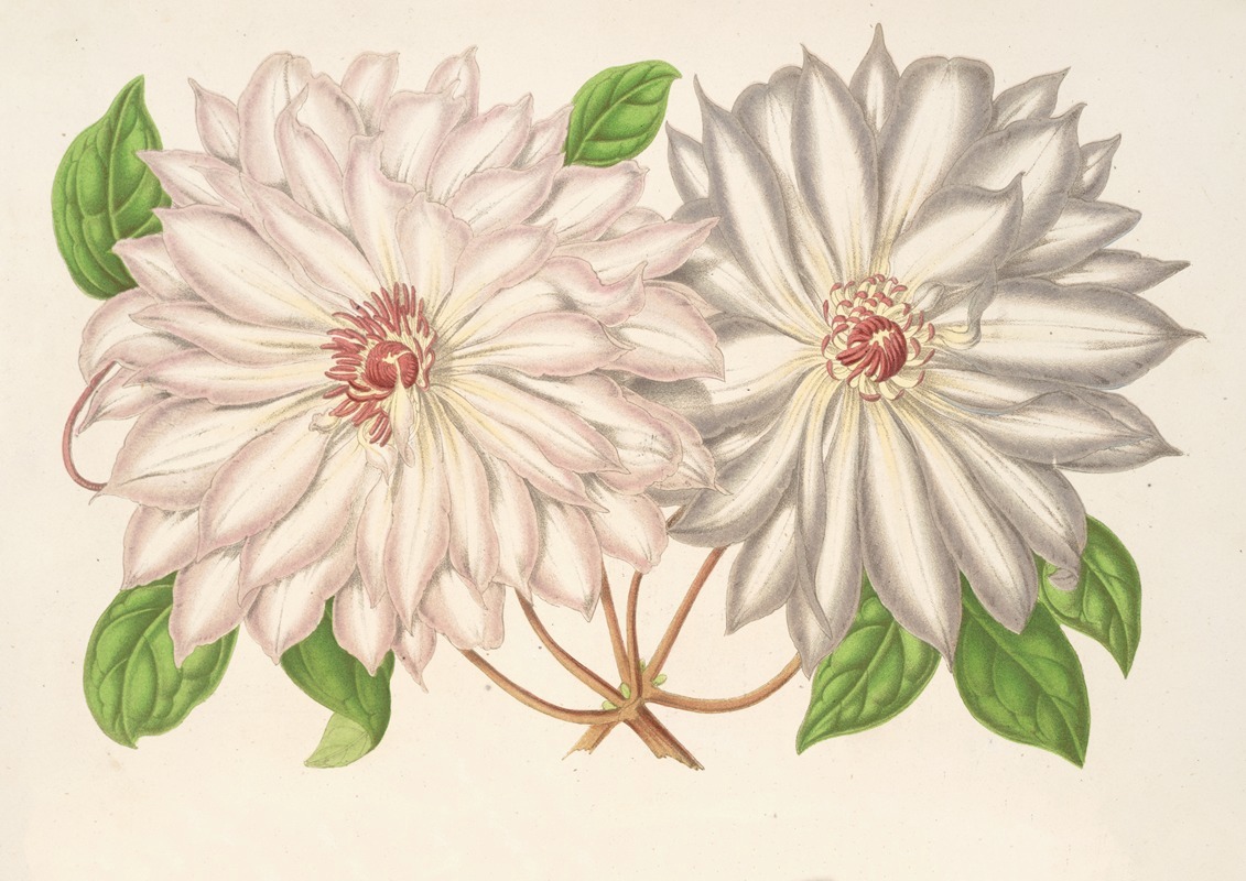 Charles Antoine Lemaire - Clematis patens