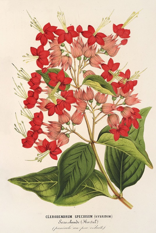 Charles Antoine Lemaire - Clerodendrum speciosum (hybridum)