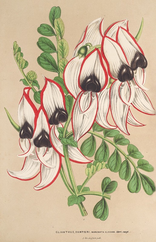 Charles Antoine Lemaire - Clianthus Dampieri (v. flore albo rubro-marginato)