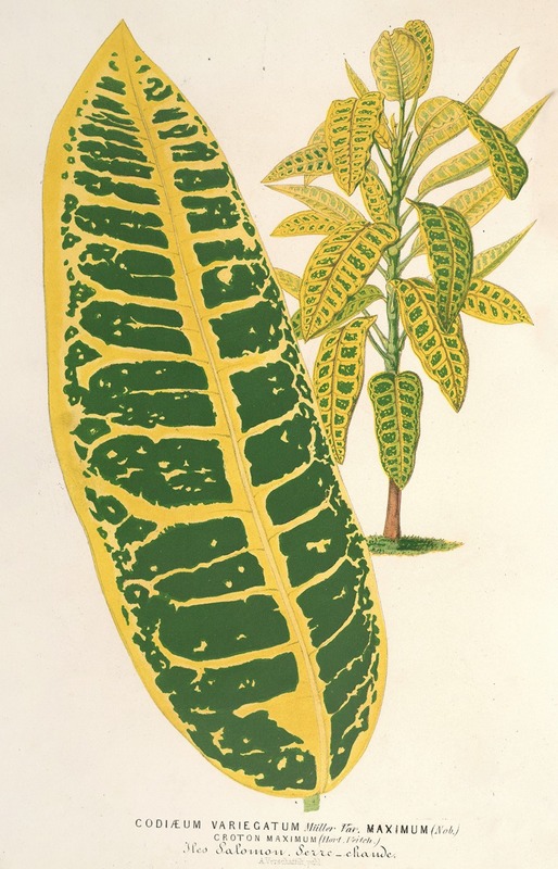 Charles Antoine Lemaire - Codiæum variegatum, var. maximum