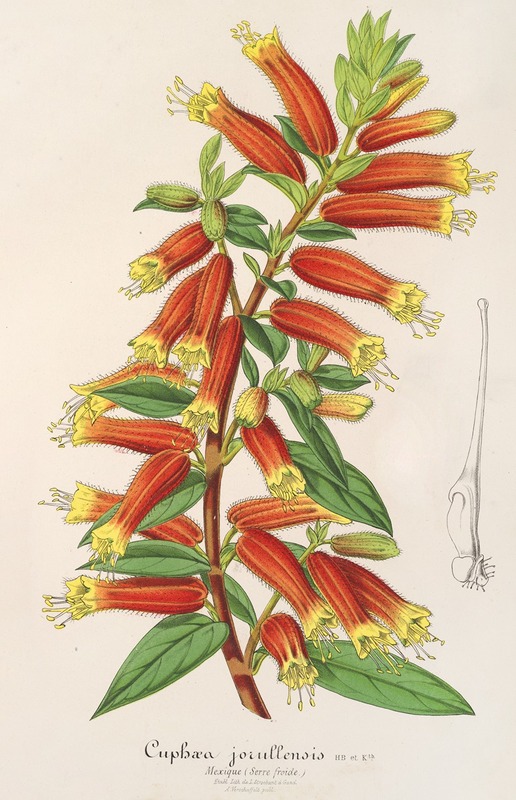 Charles Antoine Lemaire - Cyphæa (Cuphea) jorullensis