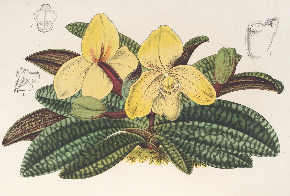 Charles Antoine Lemaire - Cypripedium concolor