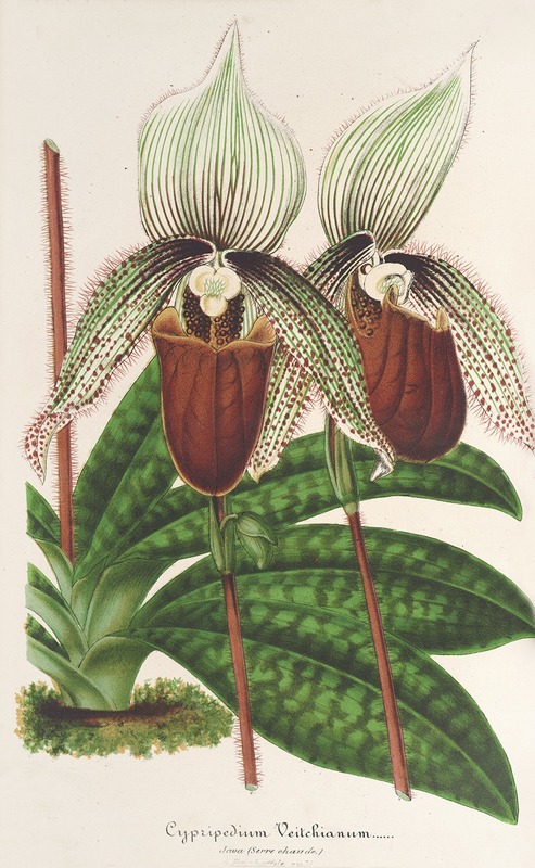Charles Antoine Lemaire - Cypripedium Veitchianum