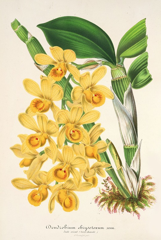 Charles Antoine Lemaire - Dendrobium chrysotoxum
