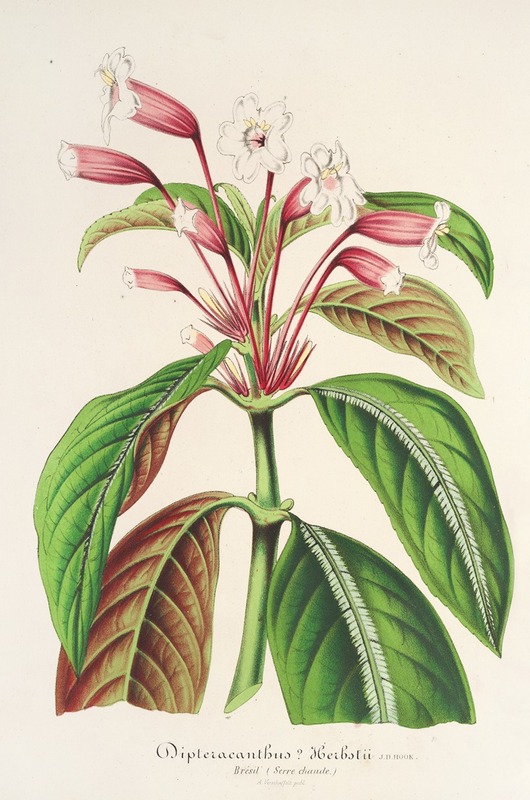 Charles Antoine Lemaire - Dipteracanthus Herbstii