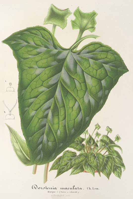 Charles Antoine Lemaire - Dorstenia maculata