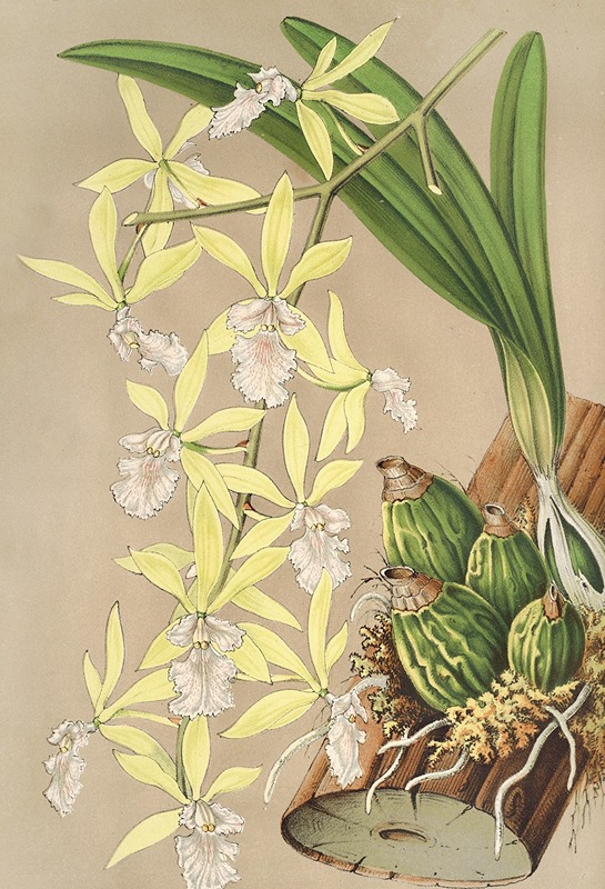 Charles Antoine Lemaire - Epidendrum ambiguum
