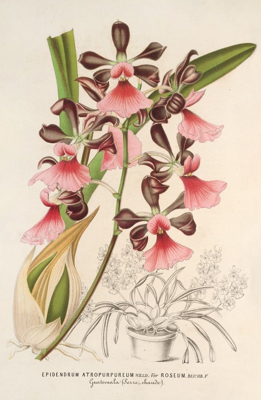 Charles Antoine Lemaire - Epidendrum atropurpureum, var. roseum