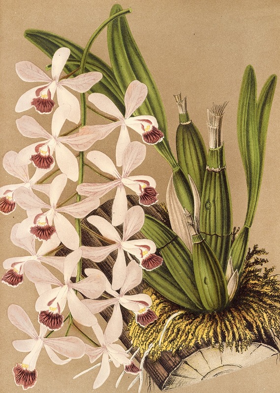 Charles Antoine Lemaire - Epidendrum conspicuum