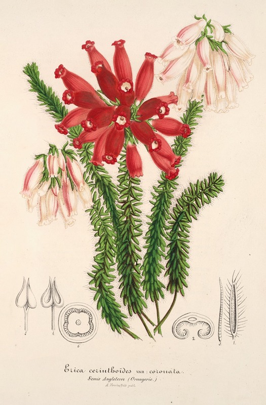 Charles Antoine Lemaire - Erica cerinthoides