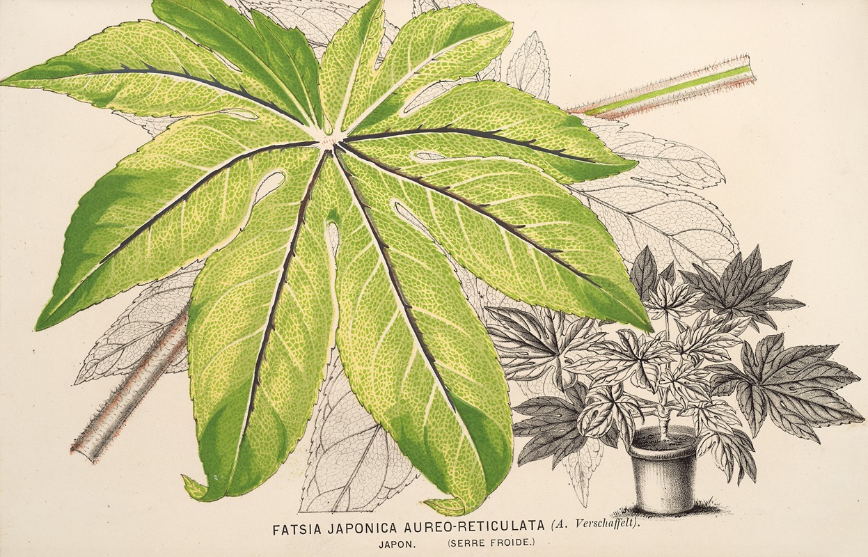 Charles Antoine Lemaire - Fatsia japonica aureo-reticulata