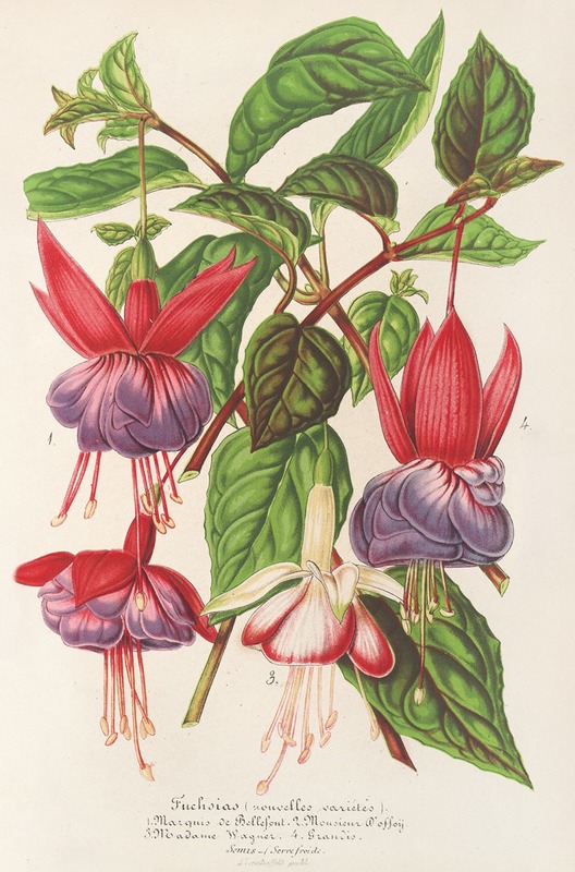 Charles Antoine Lemaire - Fuchsia (nouvelles variétés de)