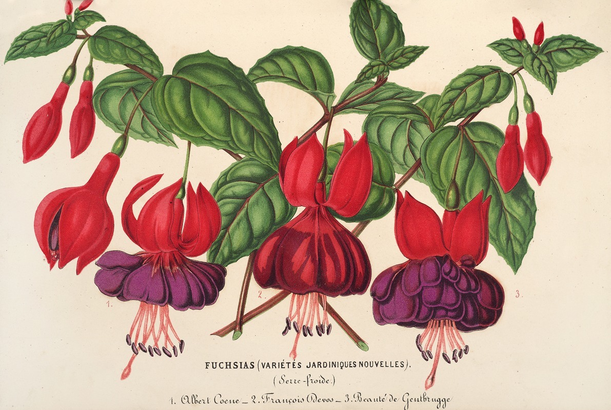 Charles Antoine Lemaire - Fuchsia (variétés jardiniques de)