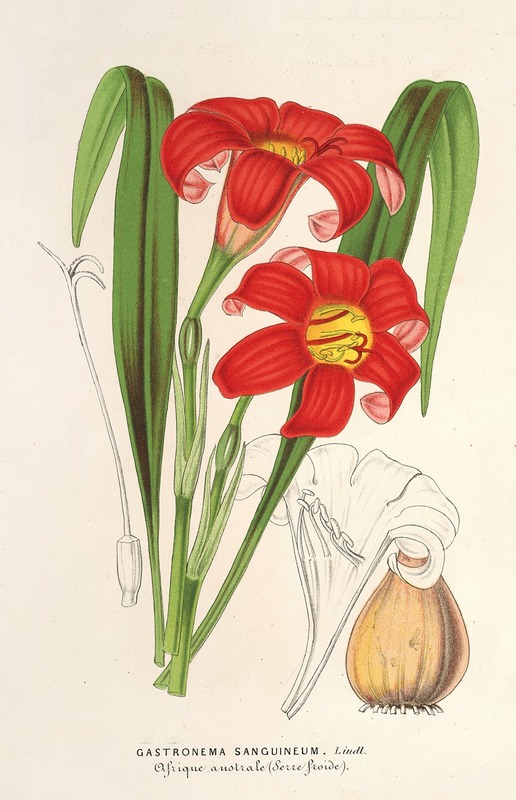Charles Antoine Lemaire - Gastronema sanguineum