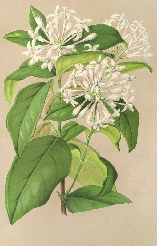 Charles Antoine Lemaire - Gloneria jasminiflora