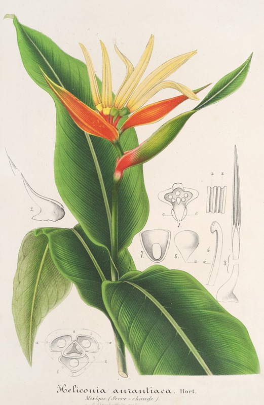 Charles Antoine Lemaire - Heliconia aurantiaca