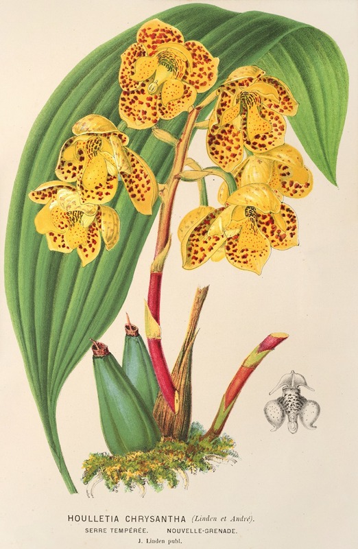 Charles Antoine Lemaire - Houlletia chrysantha
